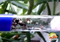 Муравьи Messor Structor матка+расплод+муравьи 11-15 шт