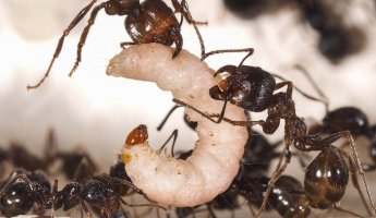 Кормление муравьев 