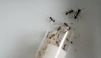 Заселение муравьёв