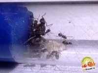 Семья муравьёв Lasius niger ГОТОВЫ К ЗАСЕЛЕНИЮ