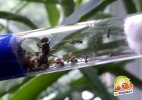 Муравьи Messor Structor матка+расплод+муравьи 6-10шт