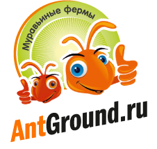 Antground.ru - интернет-магазин по продаже фурмикариев (муравьиных ферм и муравьев)